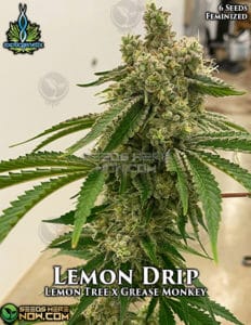 Exotic Genetix Lemon Drip Fem Pk Seeds Here Now