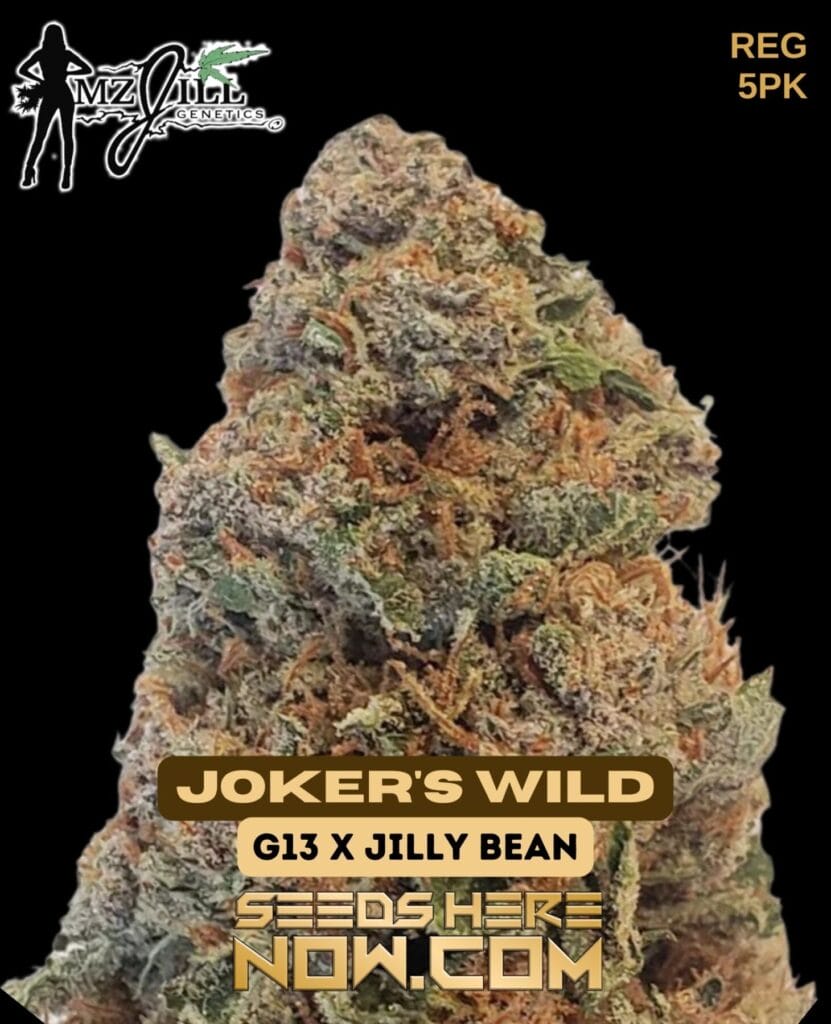 Mz Jill Genetics Jokers Wild Reg Pk Seeds Here Now