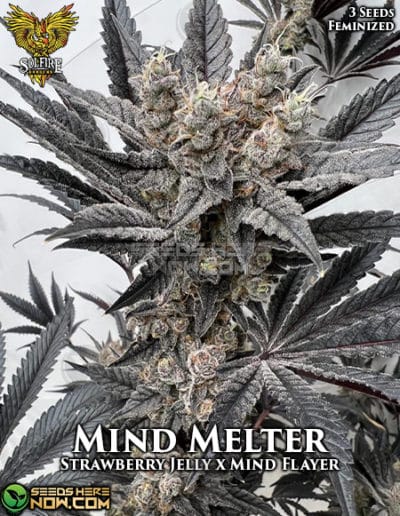 About Solfire Gardens Seeds Strains Seeds Here Now