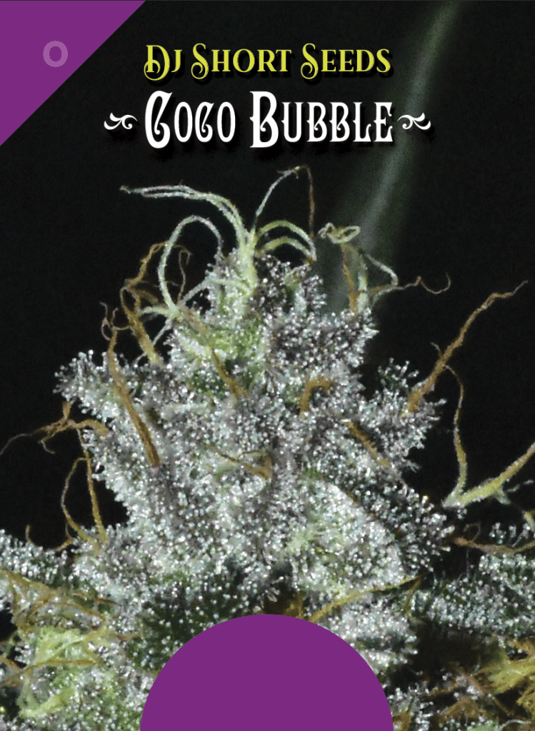 Buy Coco Bubble Regular Cannabis Seeds Potent And Flavorful