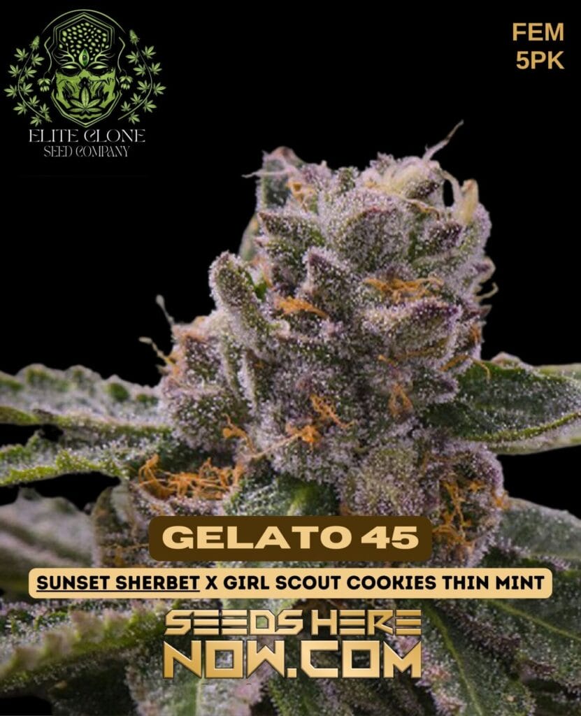 Grab Gelato Feminized Cannabis Seeds Top Shelf Genetics