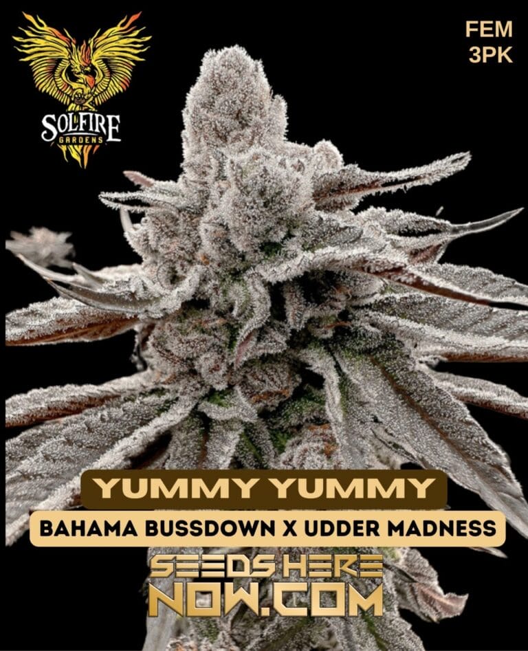 Buy Yummy Yummy Feminized Cannabis Seeds Top Shelf Genetics