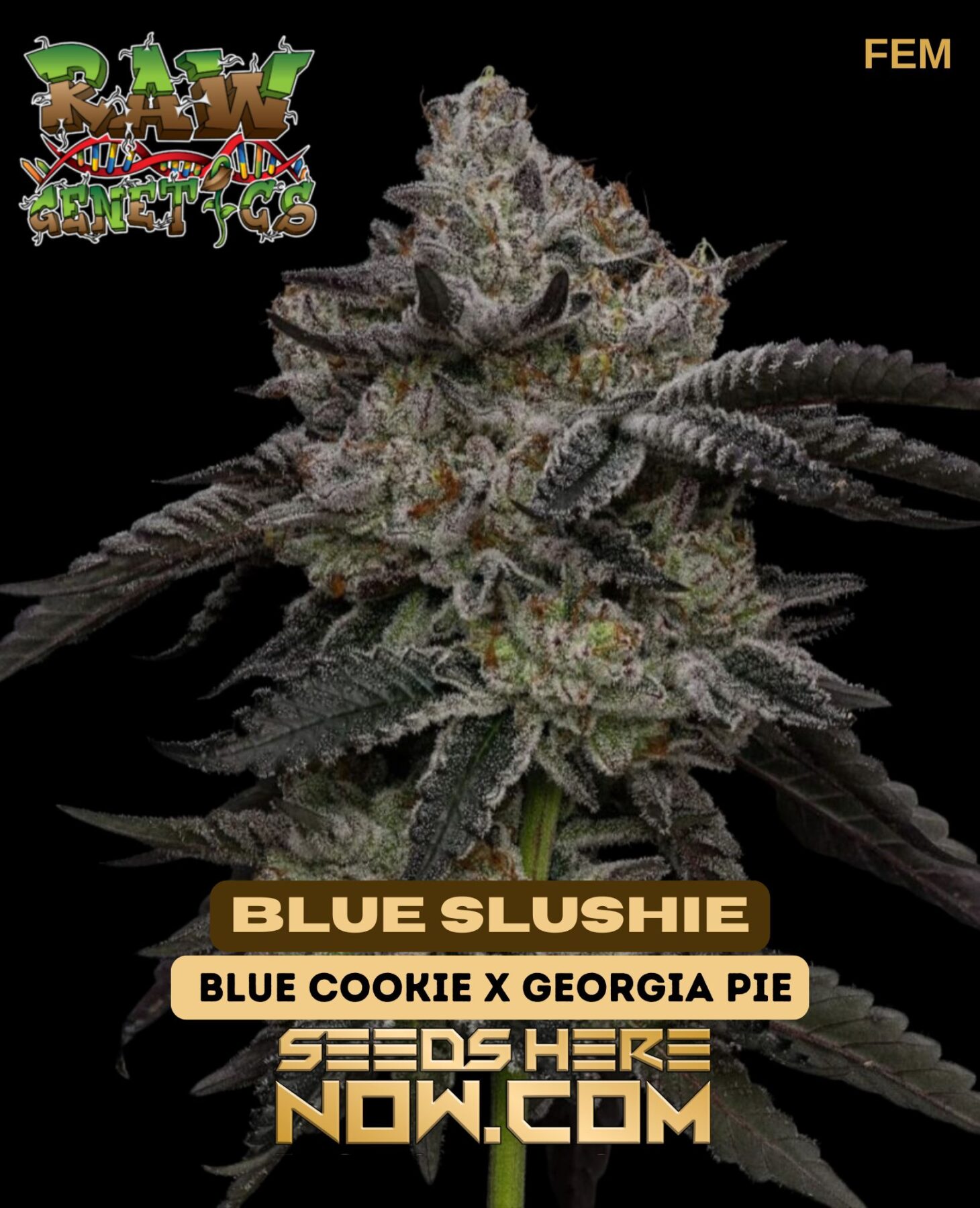 Order Blue Slushie Feminized Seeds Potent And Flavorful