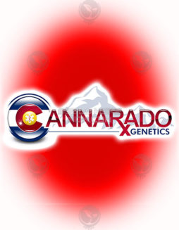 Cannarado Genetics - Weave Match {FEM} [6pk]Papaya Pound Cake