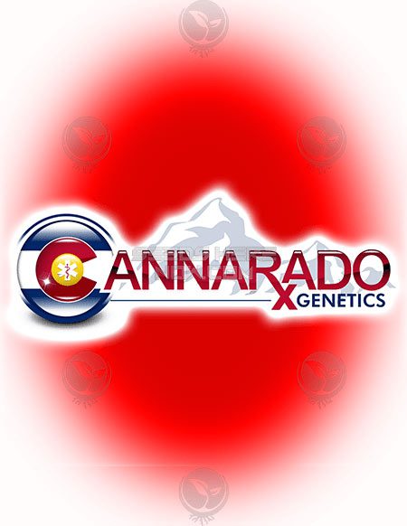 - Cannarado Genetics - Fornication {Fem} [6Pk]