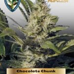 Chocolate Chunk (Regular) - T.H. Seeds