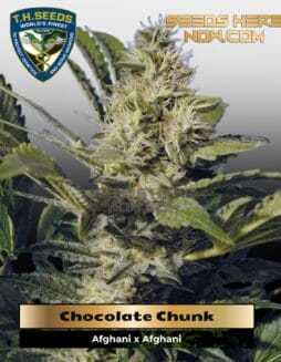 Chocolate Chunk (Regular) (space) T.H. Seeds