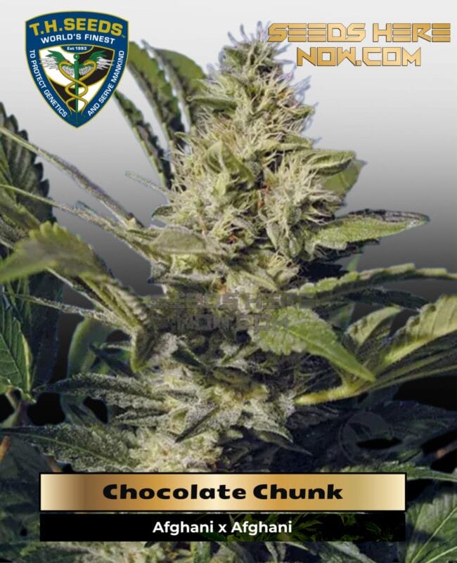 Chocolate Chunk (Regular) - T.H. Seeds