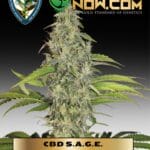 CBD S.A.G.E. (Feminized) - T.H. Seeds