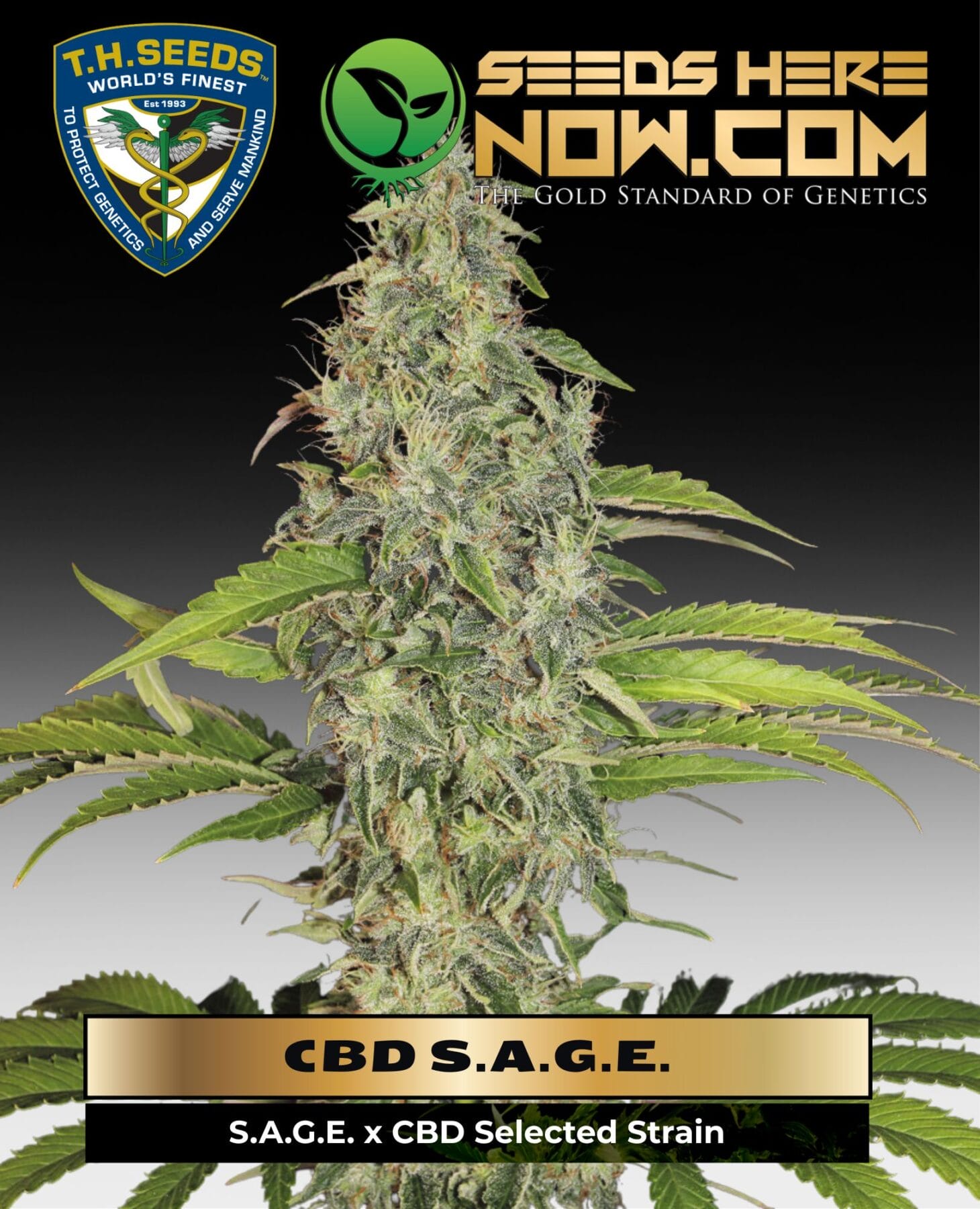 CBD S.A.G.E. (Feminized) - T.H. Seeds