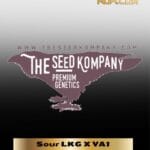 Sour LKG X VA1 (Regular) - The Seed Kompany