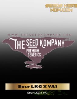 Sour LKG X VA1 (Regular) (space) The Seed Kompany