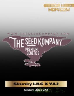 Skunky LKG X VA2 (Regular) (space) The Seed Kompany