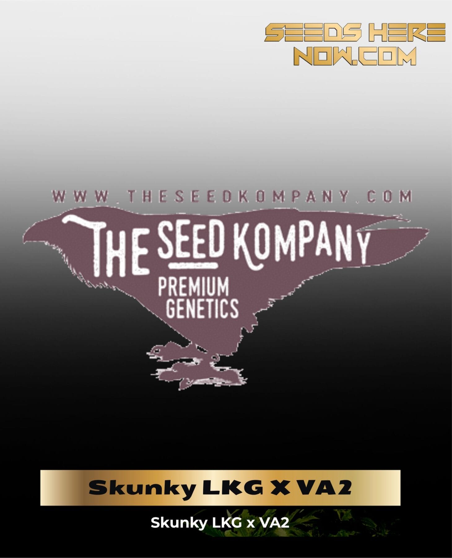 Skunky LKG X VA2 (Regular) - The Seed Kompany