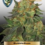 Bubblegum (Feminized) - T.H. Seeds
