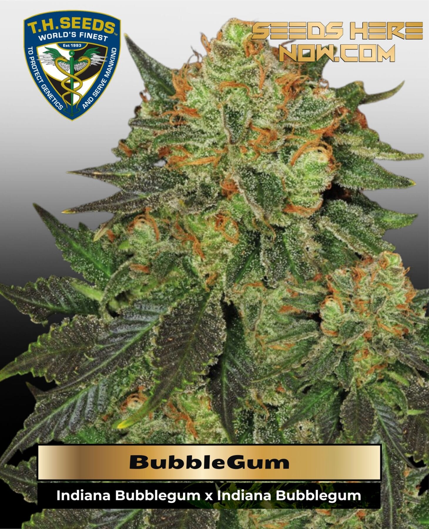 Bubblegum (Feminized) - T.H. Seeds