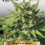 Big Foot Glue (Feminized) - Humboldt Seed Company