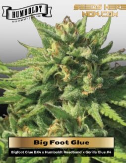 Big Foot Glue (Feminized) (space) Humboldt Seed Company