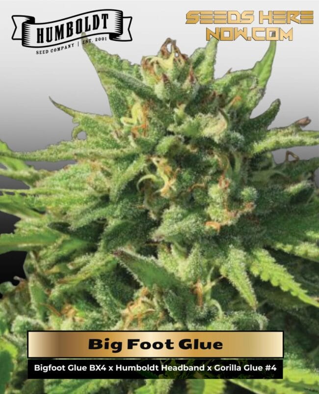 Big Foot Glue (Feminized) - Humboldt Seed Company
