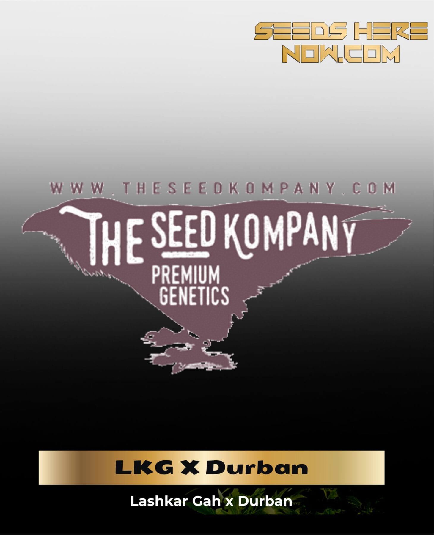 LKG X Durban (Regular) - The Seed Kompany