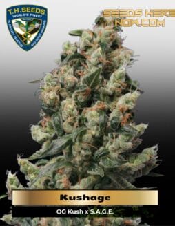 Kushage (Regular) (space) T.H. Seeds