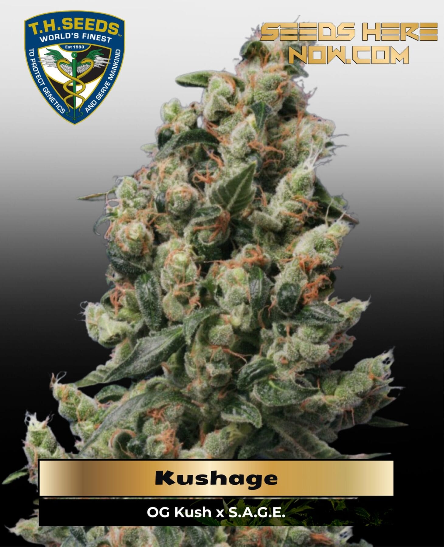 Kushage (Regular) - T.H. Seeds