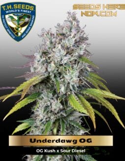 Underdawg OG (Feminized) (space) T.H. Seeds