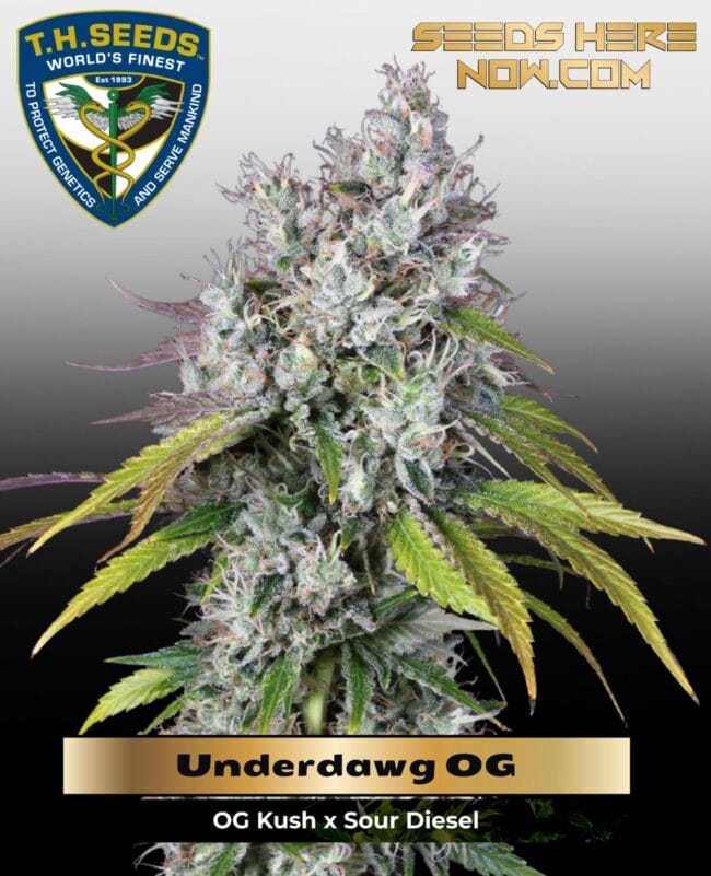 Underdawg OG (Feminized) - T.H. Seeds