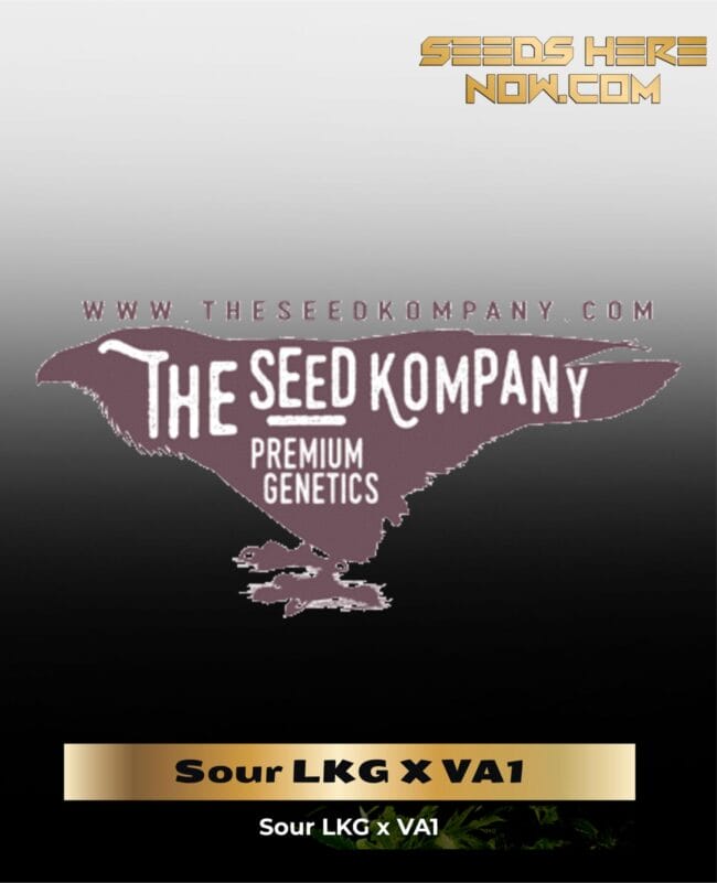 Sour LKG X VA1 (Regular) - The Seed Kompany