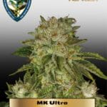 MK - Ultra (Feminized) - T.H. Seeds
