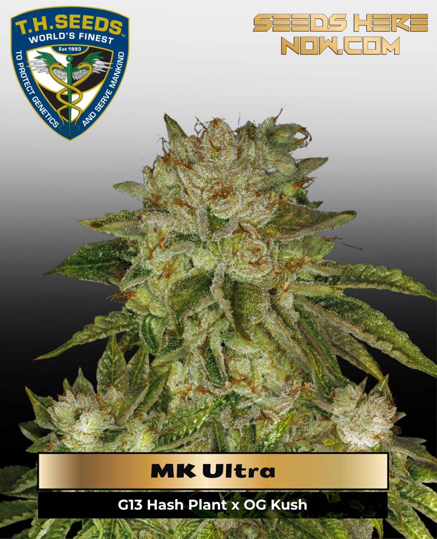 MK-Ultra - T.H. Seeds