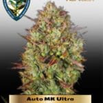 Auto MK Ultra (Autoflower) - T.H. Seeds