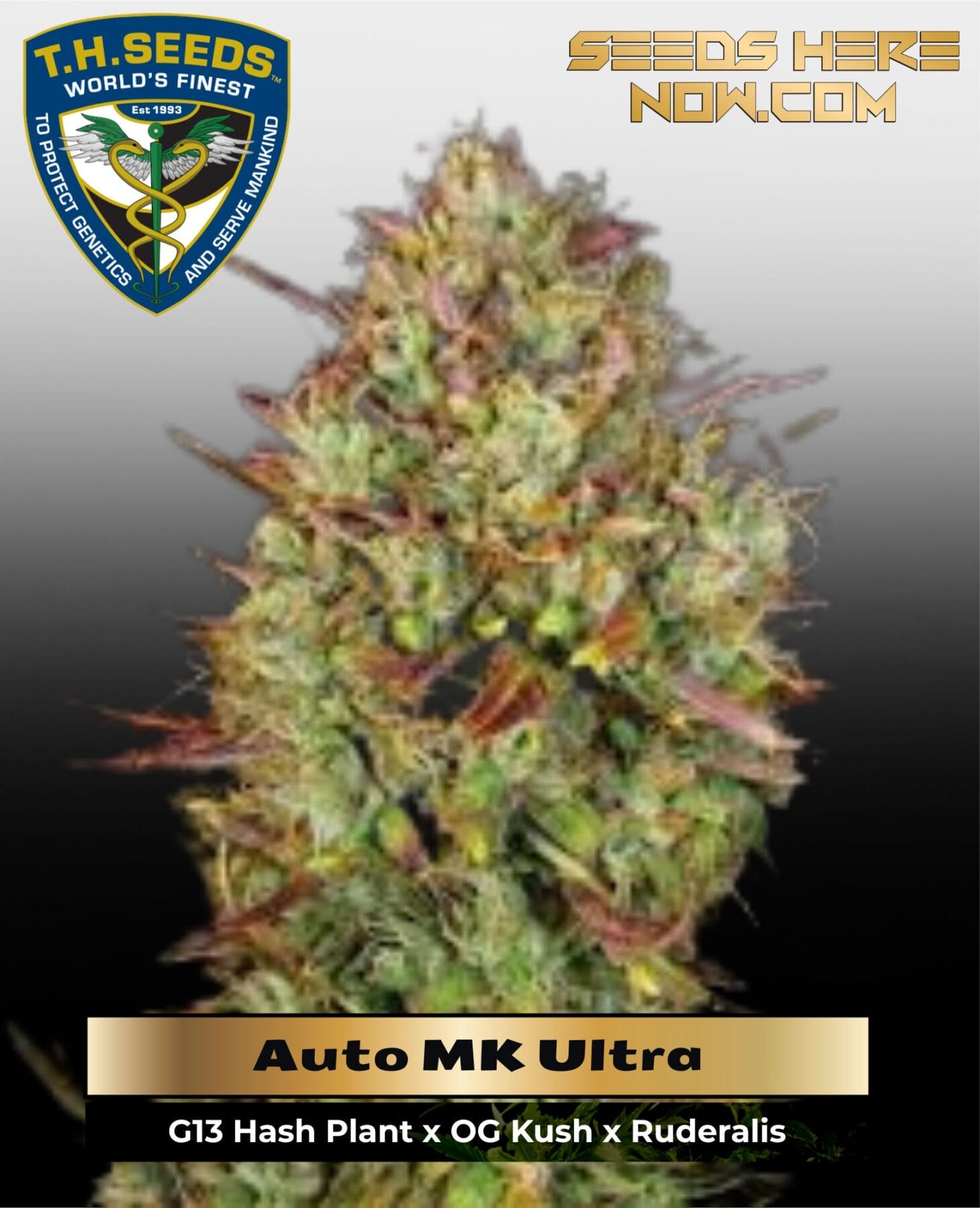 Auto MK Ultra (Autoflower) - T.H. Seeds