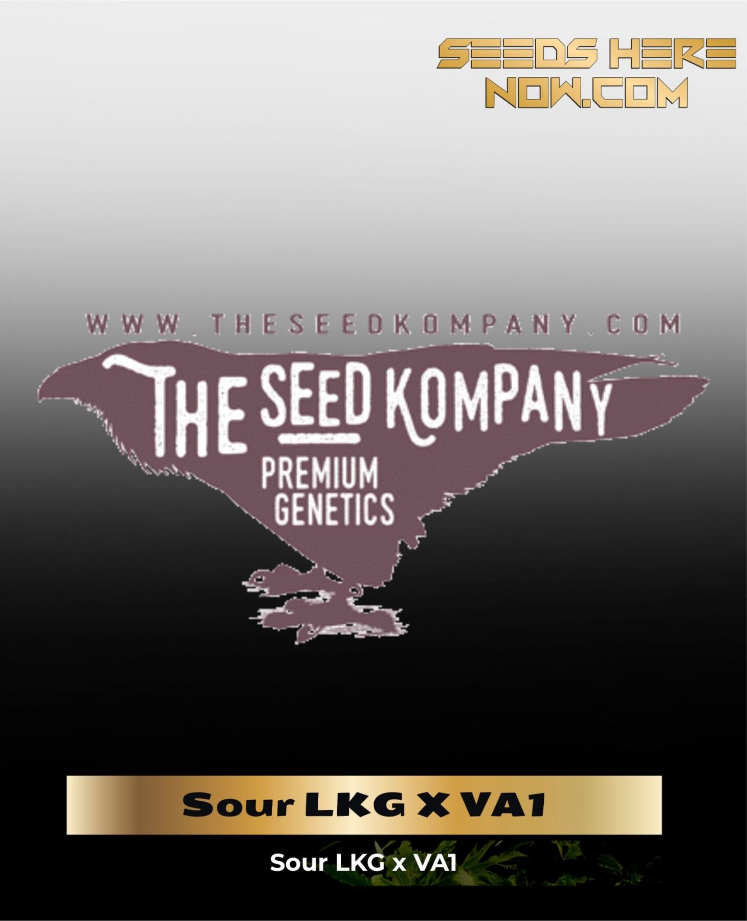 Sour LKG X VA1 (Regular) - The Seed Kompany