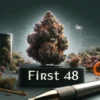 First 48 (regular) - swamp boys seeds