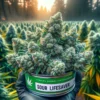 Sour Lifesaver (regular) - Bog Seeds