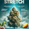 Stretch (Regular) (space) Second Generation Genetics