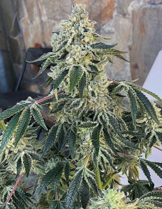 Exotic-Genetix-cookies_creamf3