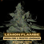 Lemon Flambe (Regular) - Green Fire Genetics