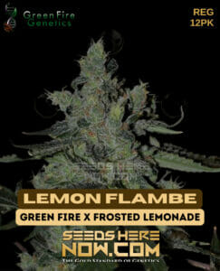 Lemon Flambe (Regular) (space) Green Fire Genetics