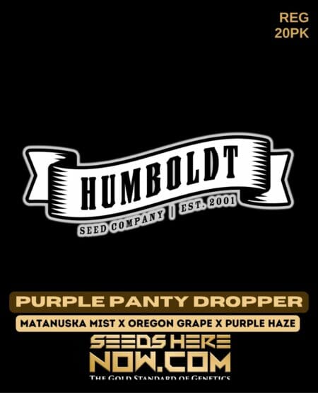 Humboldt Purple Panty Dropper