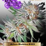 Alien Bubba BX3 (Regular) - La Plata Labs