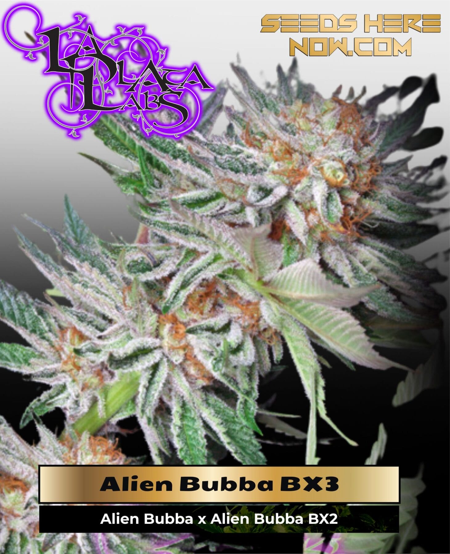 Alien Bubba BX3 (Regular) - La Plata Labs