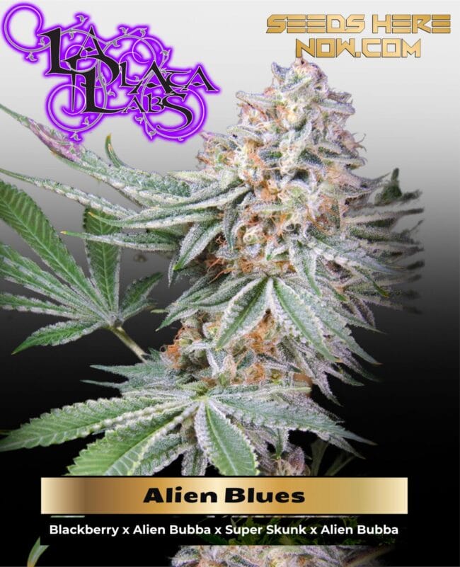 Alien Blues (Regular) - La Plata Labs