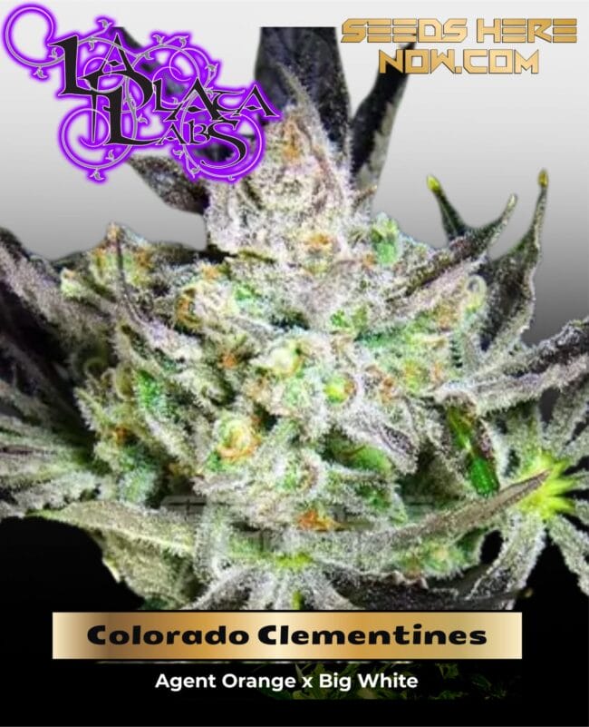 Colorado Clementines (Regular) - La Plata LabsColorado Clementines (Regular) - La Plata Labs