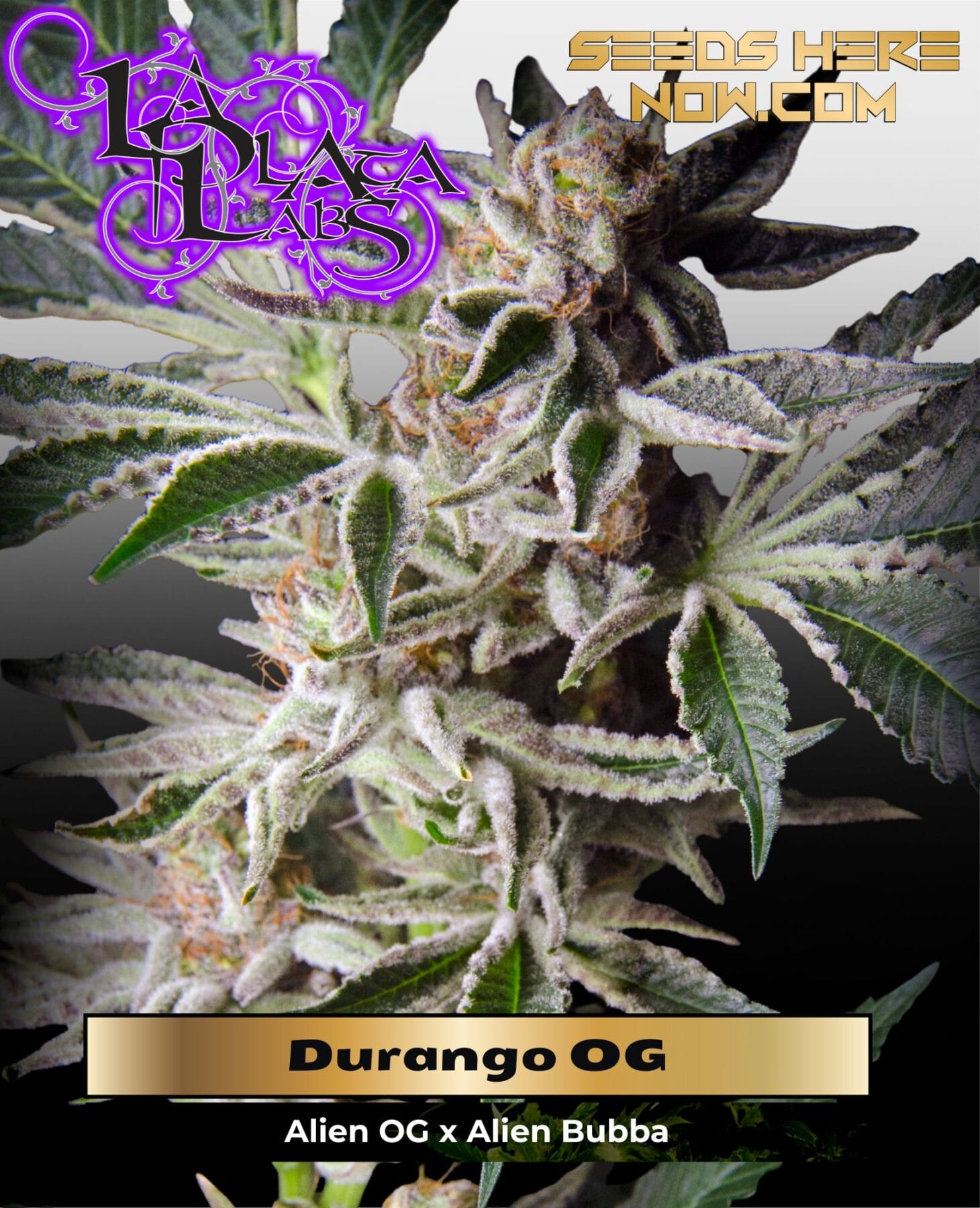 Durango OG F6 (Regular) - La Plata Labs