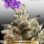 Durangatang (Regular) - La Plata Labs