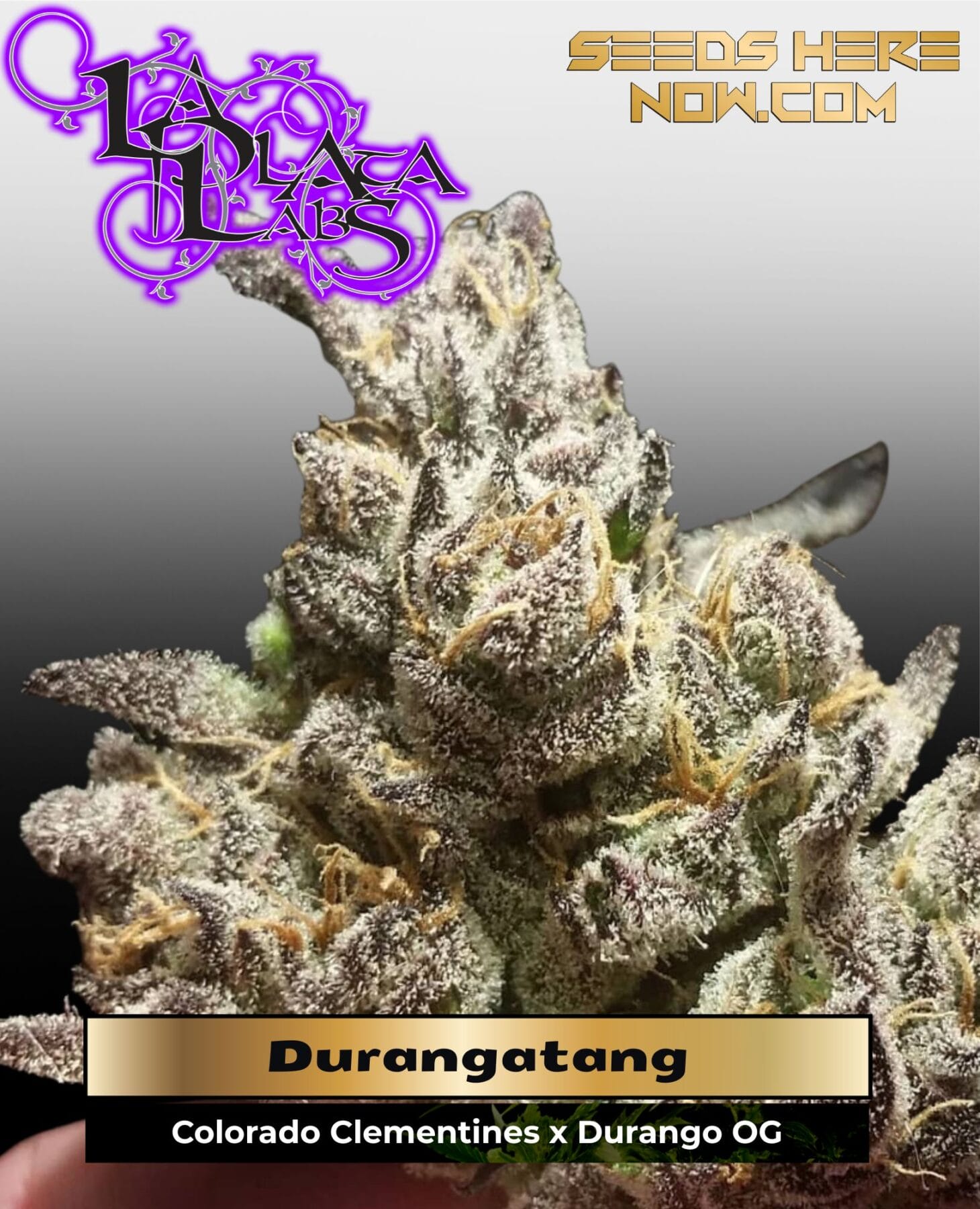 Durangatang (Regular) - La Plata Labs