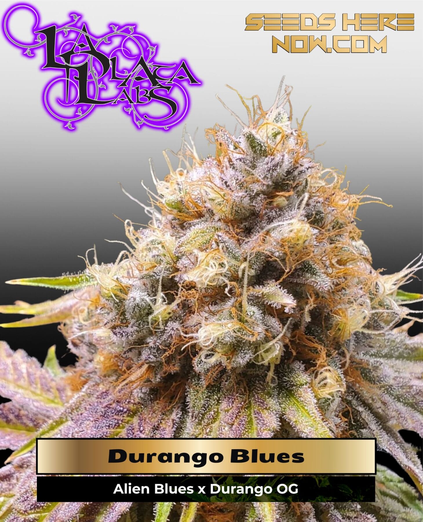 Durango Blues (Regular) - La Plata Labs