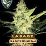 La S.A.G.E. (Feminized) - T.H. Seeds